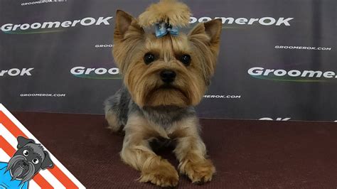 Groomed Yorkie Face