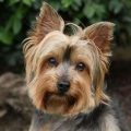 Groomed Yorkie With Floppy Ears