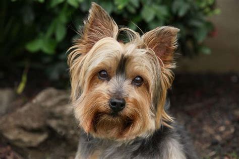 Groomed Yorkie With Floppy Ears