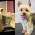 Grooming A Yorkshire Terrier At Home