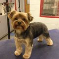 Grooming Styles For Yorkie Poos