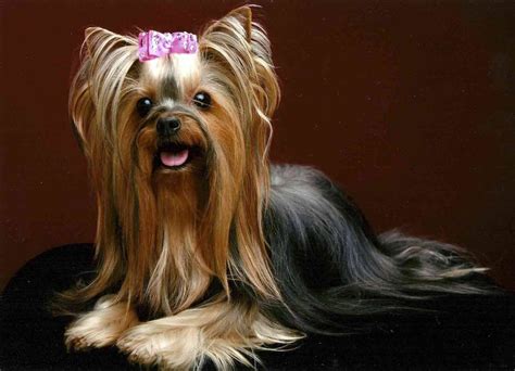 Grooming Tips for Long-Haired Yorkshire Terriers