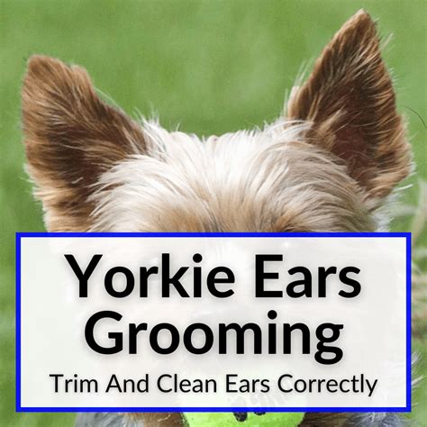 Grooming Yorkie Ears