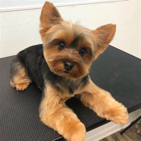 Hair Cut For Yorkie