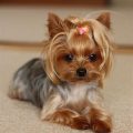 Haircuts For Female Yorkies