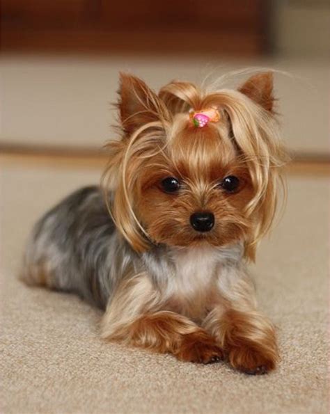 Haircuts For Female Yorkies