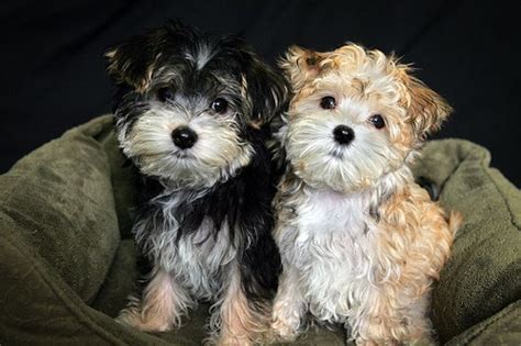 Half Yorkie And Half Maltese