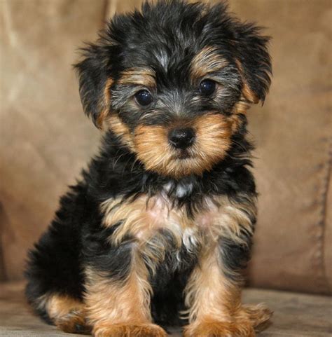 Half Yorkie Half Poodle