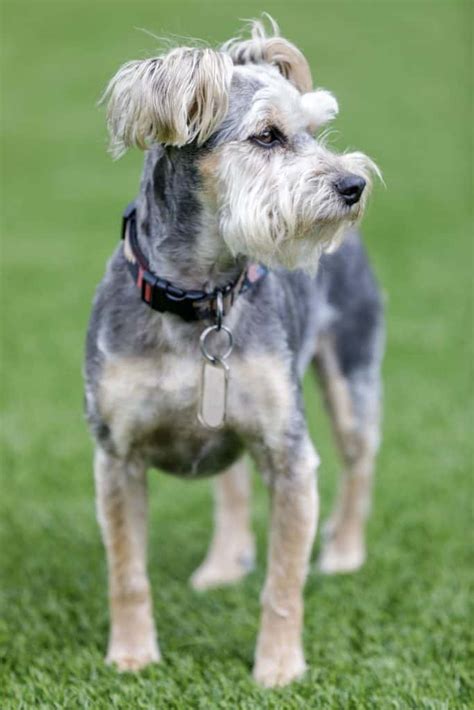 Half Yorkie Half Schnauzer