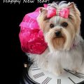 Happy New Year Yorkie