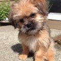 Havanese Mix With Yorkie