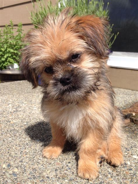 Havanese Mix With Yorkie