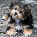 Havanese Shih Tzu Yorkie Mix