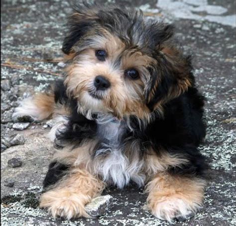 Havanese Shih Tzu Yorkie Mix