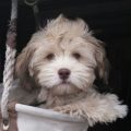 Havanese Yorkie Poodle Mix