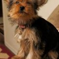 Health Problems With Teacup Yorkies