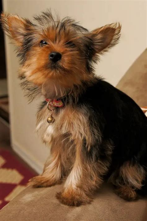 Health Problems With Teacup Yorkies