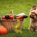 Help Yorkie Eat Vegetables