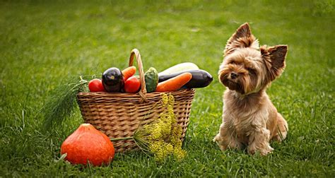 Help Yorkie Eat Vegetables