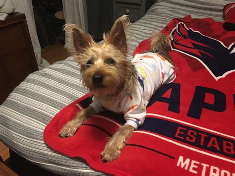 Help Your Yorkie During Storms