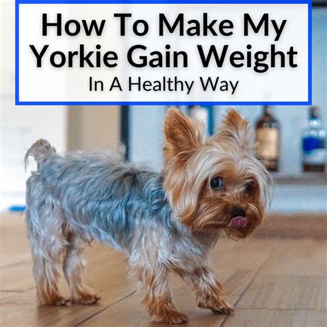 Help Your Yorkie Gain Weight