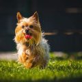 Help Your Yorkie Live Longer: 8 Tips