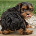 Help Your Yorkie Lose Weight