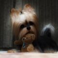 Hidden History of Yorkshire Terriers