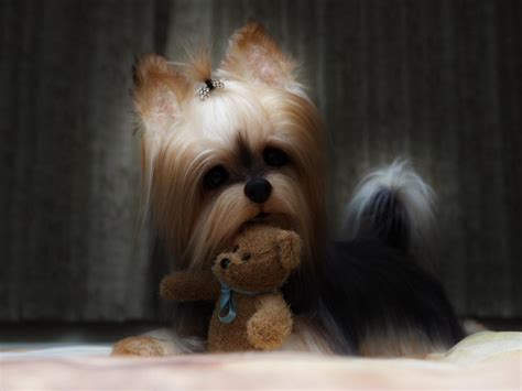 Hidden History of Yorkshire Terriers