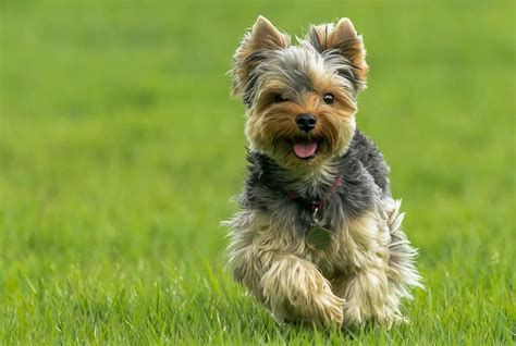 Historic Yorkshire Terrier Standards