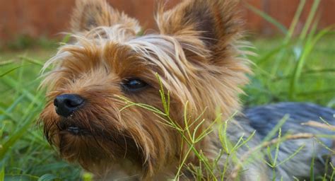 House Breaking A Yorkie