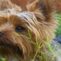 Housebreaking A Yorkie In 5 Days