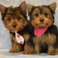 Housebreaking A Yorkie Puppy