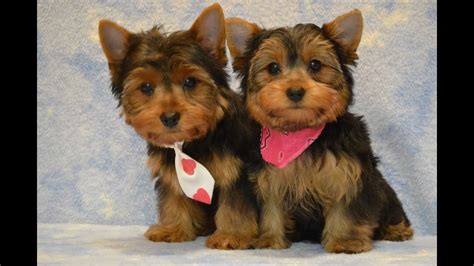 Housebreaking A Yorkie Puppy