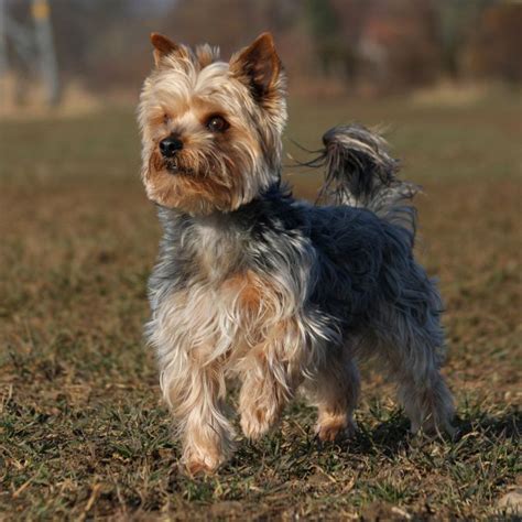 How Big Do Yorkies Get Full Grown