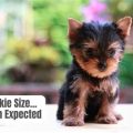 How Big Does A Yorkie Grow