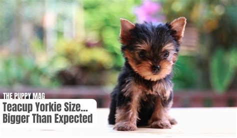 How Big Does A Yorkie Grow