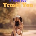 How Can You Tell If Your Dog Trusts You