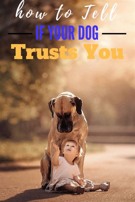 How Can You Tell If Your Dog Trusts You