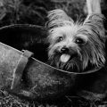 How Did Yorkies Survive World Wars?