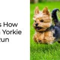 How Fast Do Yorkies Run