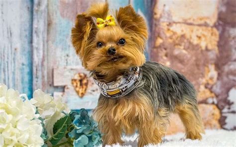 How Long Can A Teacup Yorkie Live