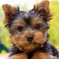 How Long Do Mini Yorkies Live