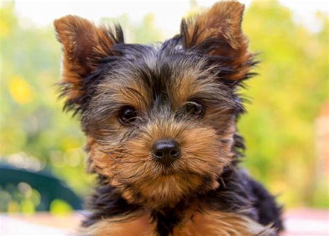 How Long Do Mini Yorkies Live