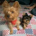 How Long Do Teacup Yorkies Live