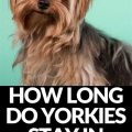 How Long Do Yorkies Stay In Heat