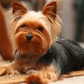 How Long Do Yorkshire Terriers Usually Live?