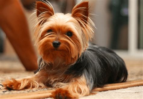 How Long Do Yorkshire Terriers Usually Live?