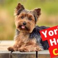 How Long Does A Yorkie Stay In Heat