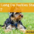 How Long Does A Yorkshire Terrier Stay In Heat